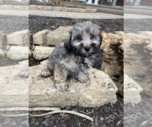 Poovanese Puppy for sale in CANOGA, NY, USA