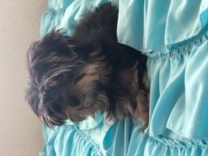 Yorkshire Terrier Puppy for sale in CEDAR PARK, TX, USA