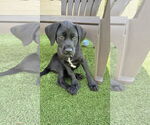 Small #3 Mutt