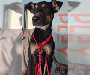 German Shepherd Dog-Unknown Mix Dogs for adoption in Temple, TX, USA