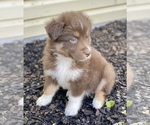 Small Photo #17 Miniature Australian Shepherd Puppy For Sale in WHITEWATER, MO, USA