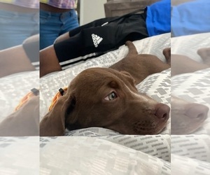 Puppy for sale in NORFOLK, VA, USA