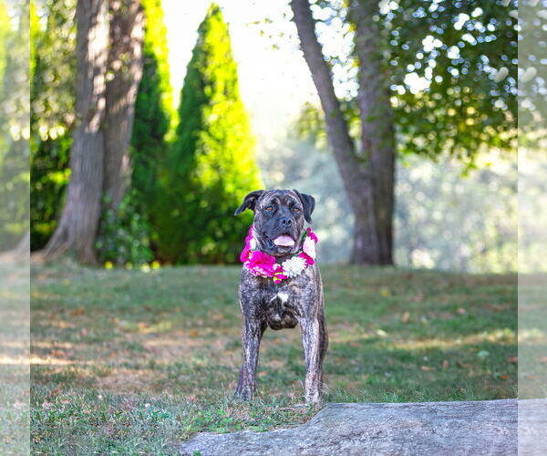 Medium Photo #2 Boxer-Unknown Mix Puppy For Sale in Unionville, PA, USA