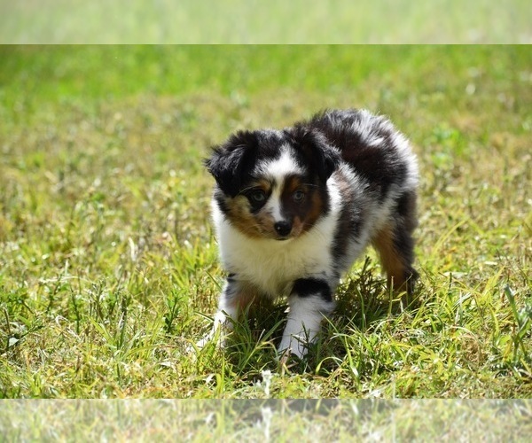 Medium Photo #1 Miniature Australian Shepherd Puppy For Sale in PALM COAST, FL, USA