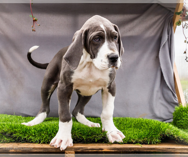 Medium Photo #6 Great Dane Puppy For Sale in WAKARUSA, IN, USA