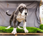 Small #5 Great Dane