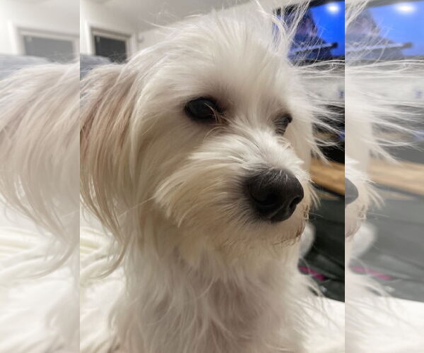 Medium Photo #3 Maltese Puppy For Sale in Pottstown, PA, USA