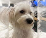 Small #2 Maltese