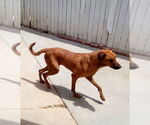 Small #2 Labrador Retriever Mix
