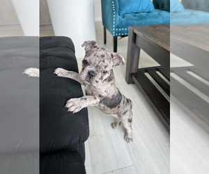 French Bulldog Puppy for sale in SAN DIEGO, CA, USA