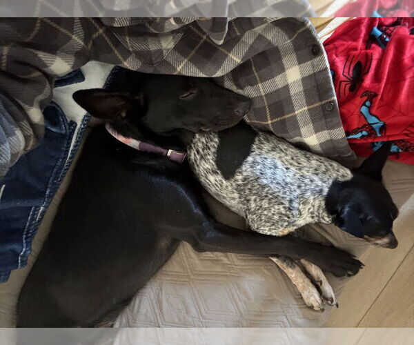 Medium Photo #4 German Shepherd Dog-Unknown Mix Puppy For Sale in Aurora, IN, USA