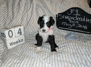 Sheepadoodle Puppy for sale in FLINT, TX, USA