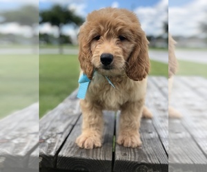 Goldendoodle Puppy for sale in KISSIMMEE, FL, USA