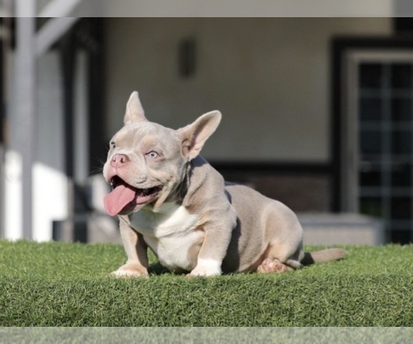 Medium Photo #3 American Bully Puppy For Sale in CHARLOTTE, NC, USA