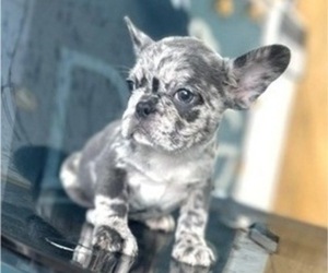 French Bulldog Puppy for sale in NEWPORT BEACH, CA, USA
