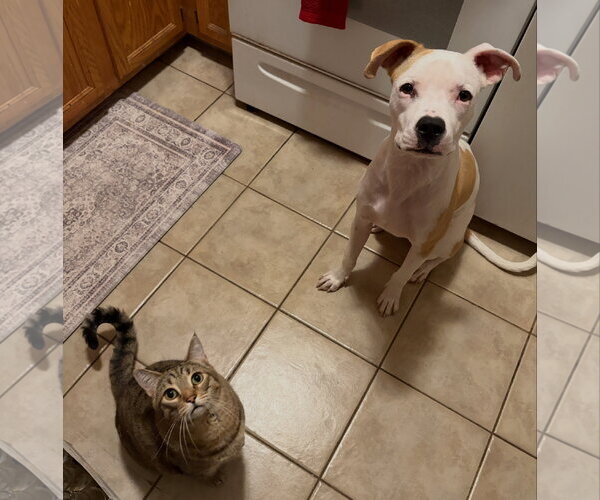 Medium Photo #3 American Pit Bull Terrier-Unknown Mix Puppy For Sale in Davis, CA, USA