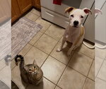 Small #2 American Pit Bull Terrier Mix