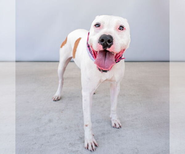 Medium Photo #2 American Pit Bull Terrier Puppy For Sale in Pasadena, CA, USA