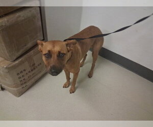 Mutt Dogs for adoption in Corona, CA, USA