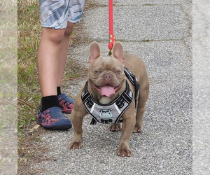 French Bulldog Puppy for sale in NORTH PORT, FL, USA