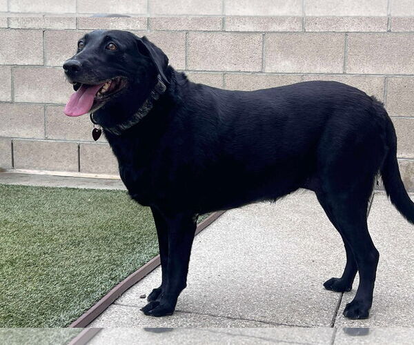 Medium Photo #2 Labrador Retriever Puppy For Sale in Clovis, CA, USA