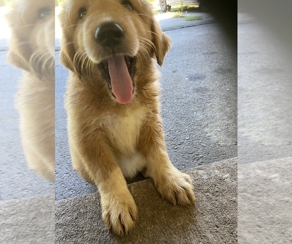 Medium Photo #8 Great Pyrenees-Pyredoodle Mix Puppy For Sale in SPARKS, GA, USA