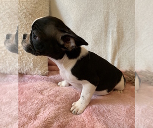 French Bulldog Puppy for sale in CHARLESTON, SC, USA