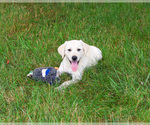 Small #2 Labrador Retriever