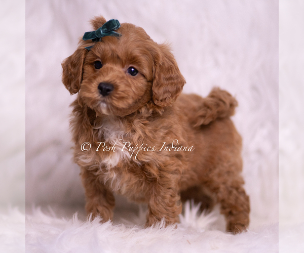 Medium Photo #4 Maltipoo (Toy) Puppy For Sale in WARSAW, IN, USA