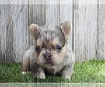 Small #11 French Bulldog
