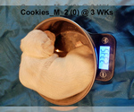 Small Photo #11 Chihuahua Puppy For Sale in BELLE FOURCHE, SD, USA