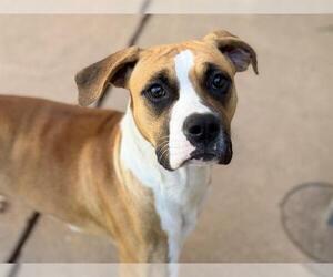 Boxer Dogs for adoption in Martinez, CA, USA