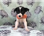 Small Photo #1 Australian Cattle Dog-Shetland Sheepdog Mix Puppy For Sale in LAKELAND, FL, USA