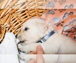 Puppy Barracuda English Cream Golden Retriever