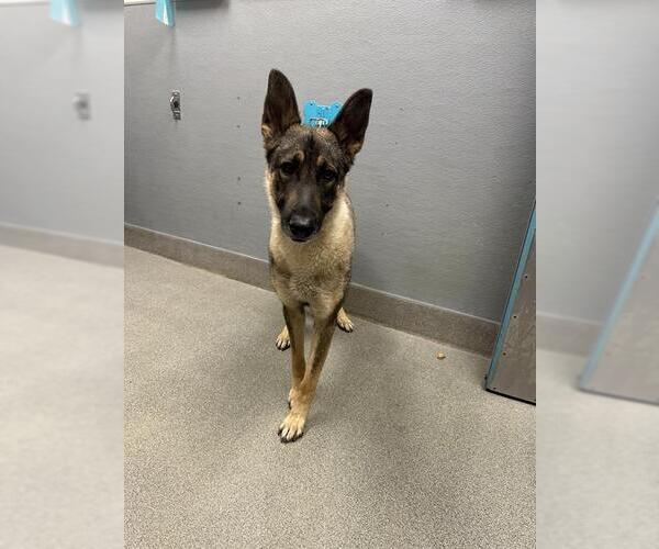 Medium Photo #1 German Shepherd Dog-Unknown Mix Puppy For Sale in Las Vegas, NV, USA