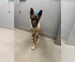 Small German Shepherd Dog Mix