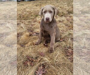 Labrador Retriever Puppy for sale in ASKOV, MN, USA