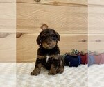 Small #1 Poodle (Miniature)-Whoodle Mix