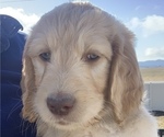 Small #57 Goldendoodle