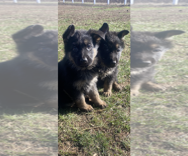 Medium Photo #15 German Shepherd Dog Puppy For Sale in SPRINGFIELD, IL, USA
