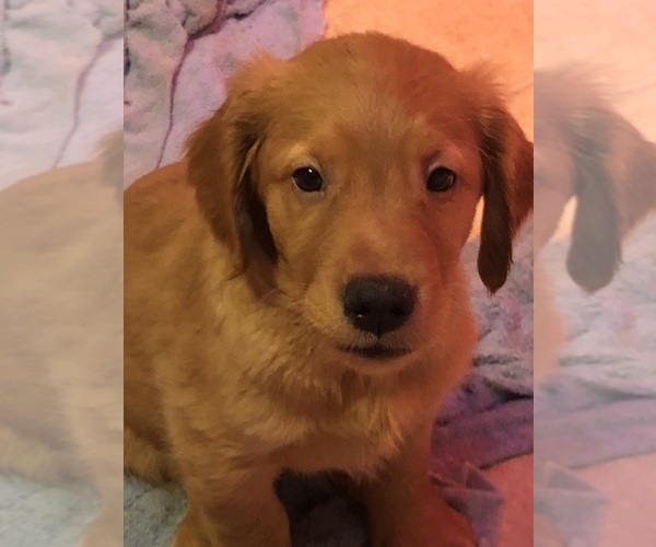 Medium Photo #1 Golden Retriever Puppy For Sale in CANBY, OR, USA