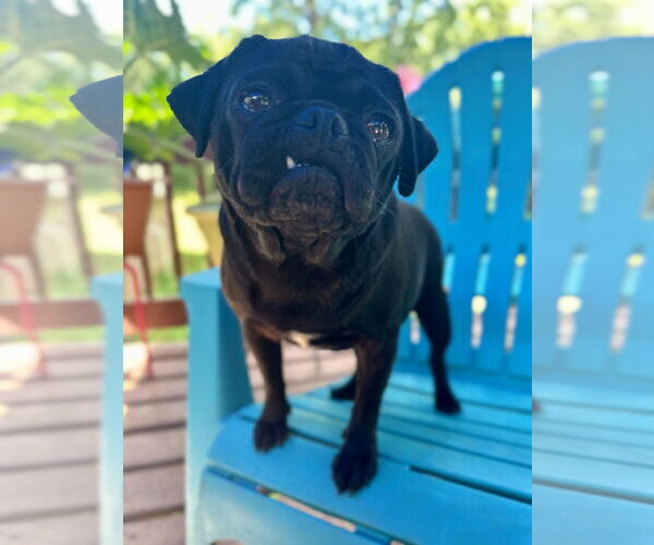 Medium Photo #3 Pug Puppy For Sale in Pacolet, SC, USA