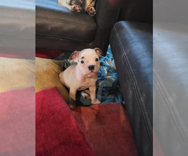 Medium Photo #15 Bulldog Puppy For Sale in GIBSONIA, PA, USA