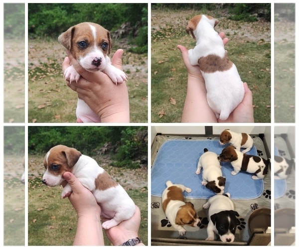 Medium Photo #1 Jack Russell Terrier Puppy For Sale in JASPER, FL, USA