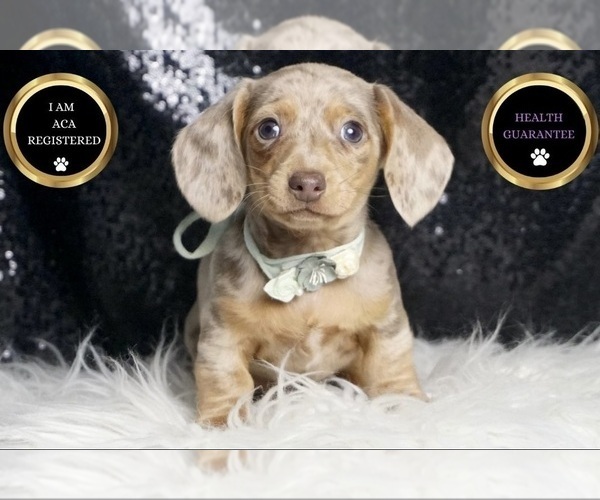 Medium Photo #6 Dachshund Puppy For Sale in WARSAW, IN, USA