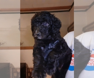 Poodle (Standard) Puppy for sale in MILTON, FL, USA