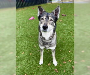 German Shepherd Dog Dogs for adoption in Salinas, CA, USA