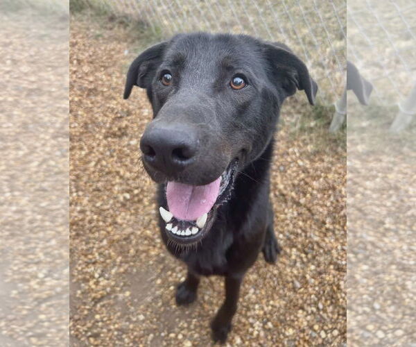 Medium Photo #6 Mutt Puppy For Sale in Anniston, AL, USA