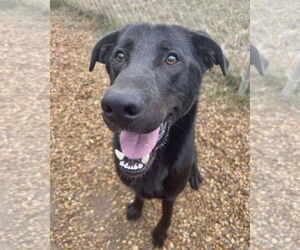 Sinatra - Male Mutt Dog for Adoption - Photo #6