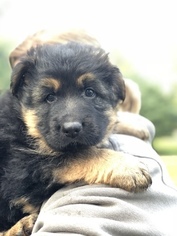German Shepherd Dog Puppy for sale in KELSO, WA, USA